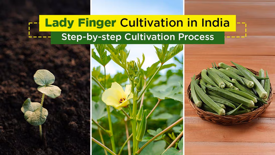 Lady Finger Cultivation in India: Varieties, Production & Step-by-step Cultivation Process