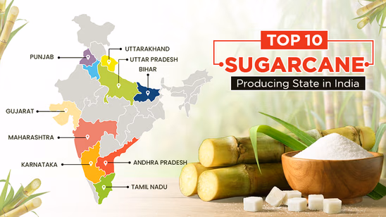 Top 10 Sugarcane Producing States in India in 2025