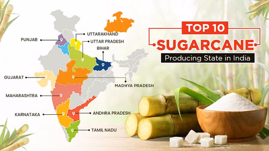 Top 10 Sugarcane Producing States in India in 2026