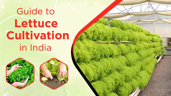 Lettuce Cultivation in India: From Sowing to Harvest