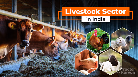 Livestock Sector in India: Role, Challenges and Opportunities