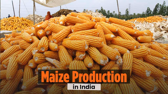 Maize Production in India