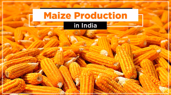 Maize Production in India