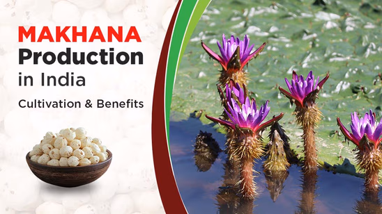 Makhana Production in India: How is it Cultivated, Benefits & India’s Scenario