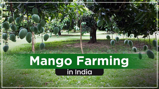Mango Farming in India: Step-by-Step Cultivation Process