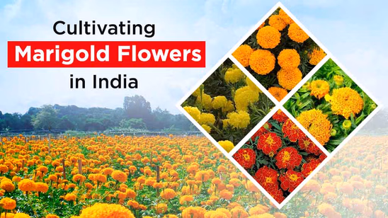 Cultivating Marigold Flowers in India: Its Importance & Varieties