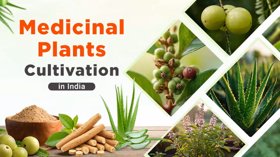 Medicinal Plants Cultivation in India: Benefits, Types & Production