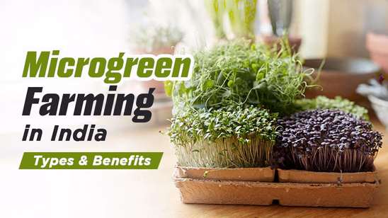Microgreen Farming in India: Types & Benefits
