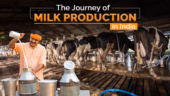 The Journey of Milk Production in India