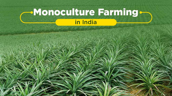 Monoculture Farming in India: Its Advantages and Disadvantages