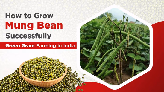 How to Grow Mung Bean Successfully: Green Gram Farming in India