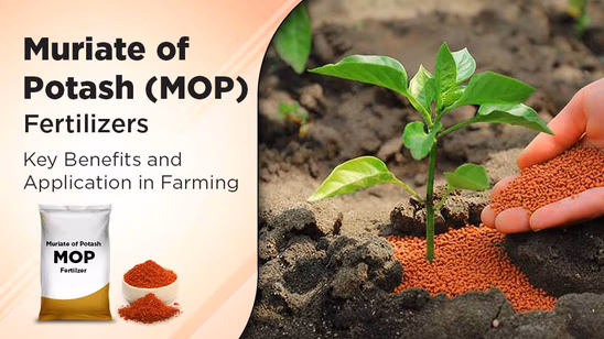 Muriate of Potash Fertilizers: Key Benefits and Application in Farming