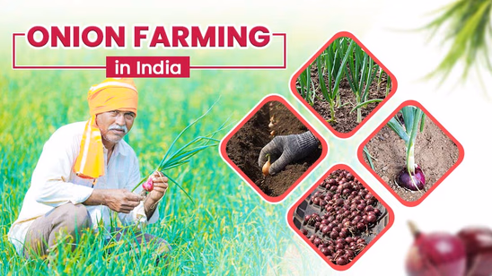 Onion Farming in India: A Profitable Horticulture Crop to Grow in India
