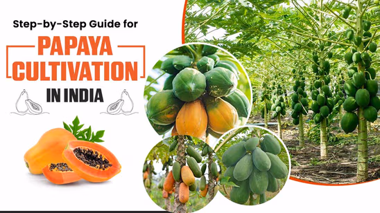 Step-by-Step Guide for Papaya Cultivation in India