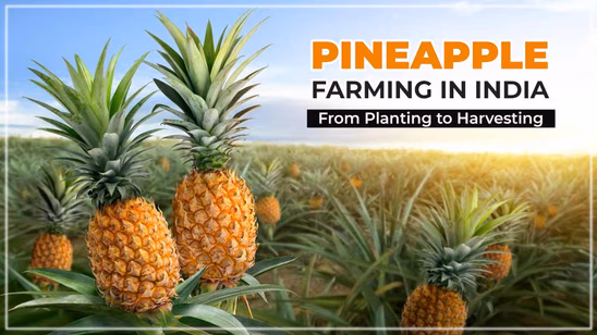 Pineapple Farming in India - From Planting to Harvesting