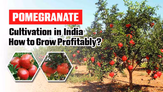 Pomegranate Cultivation in India: How to Grow Profitably?