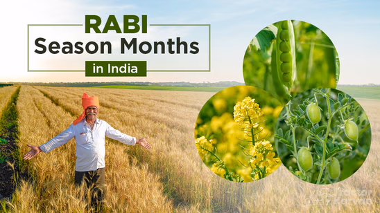 Rabi Season Months in India - Crops Grown & Importance