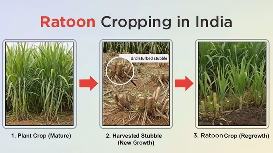 What is Ratoon Cropping: Key Benefits & Suitable Crops