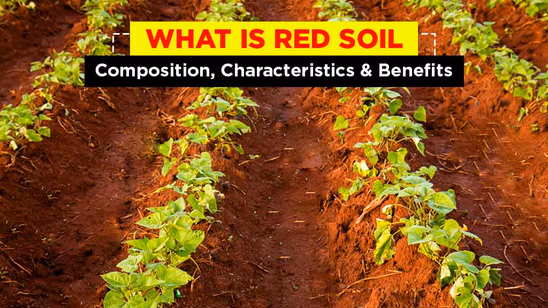 What is Red Soil: Composition, Characteristics & Benefits What is Red Soil: Composition, Characteristics & Benefits
