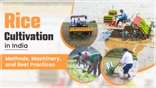 Rice Cultivation in India: Methods, Machinery and Best Practices