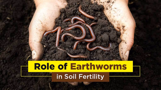 Role of Earthworms in Soil Fertility: Importance and Types