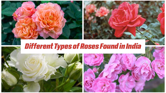 Different Types of Roses Found in India