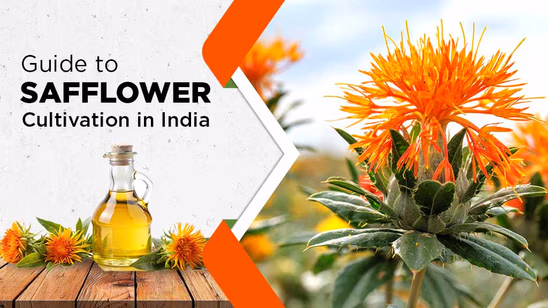 Guide to Safflower Cultivation in India