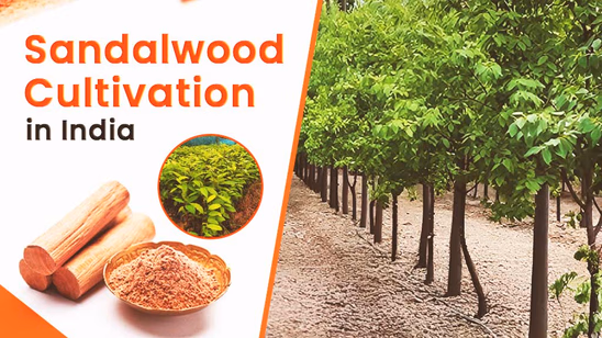 A Beginners Guide to Sandalwood Cultivation in India