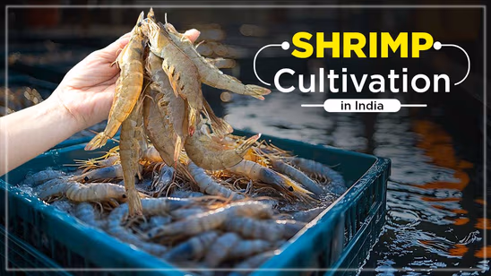 Shrimp Cultivation in India: How to Make it a Profitable Business