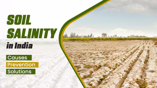 Soil Salinity in India: Causes, Prevention and Solutions