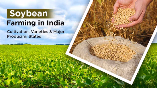 Soybean Farming in India: Cultivation, Varieties & Major Producing States Soybean Farming in India: Cultivation, Varieties & Major Producing States