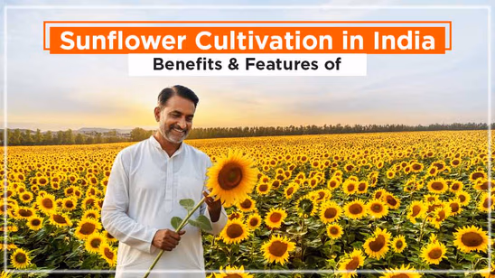 Sunflower Cultivation in India: A Complete Guide for Farmers Sunflower Cultivation in India: A Complete Guide for Farmers