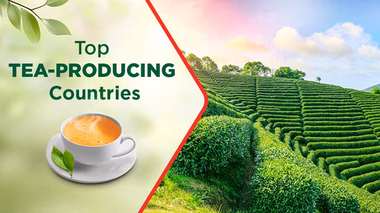 Top Tea-Producing Countries: Production & Varieties