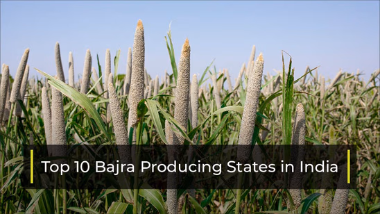 Top 10 Bajra Producing States in India 2025