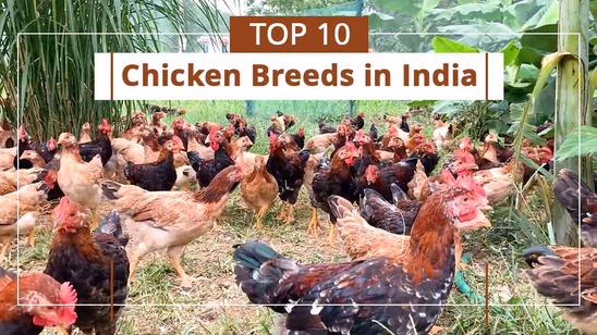 Top 10 Chicken Breeds in India