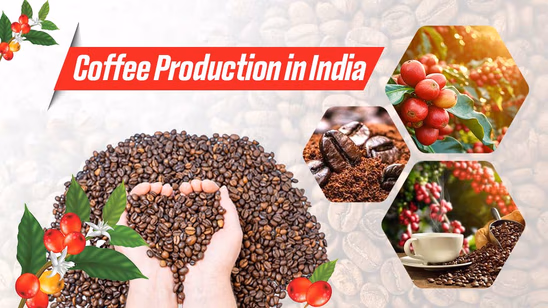 Coffee Production in India - Growing Conditions, Types and Top Coffee Producing States Coffee Production in India - Growing Conditions, Types and Top Coffee Producing States