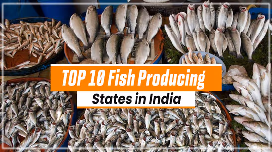 Top 10 Fish Producing States in India