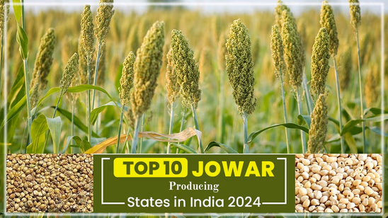 Jowar Producing States in India 2025