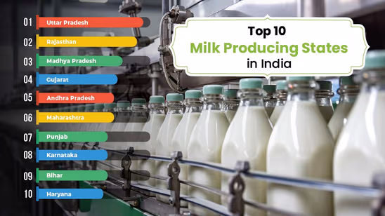 Top 10 Milk Producing States in India 2025