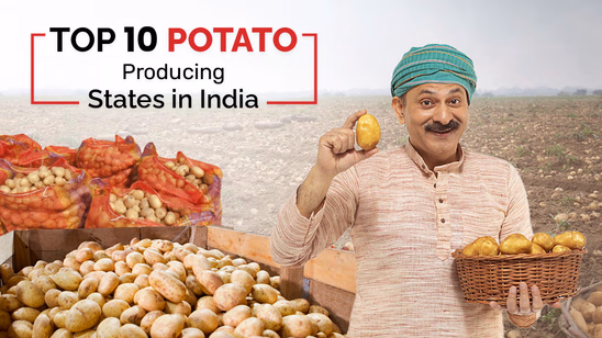 Top 10 Potato Producing States in 2025
