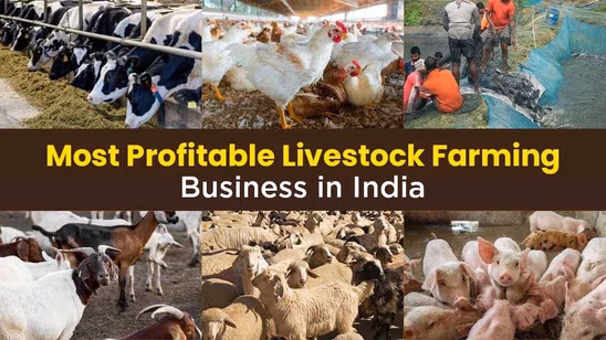 Most Profitable Livestock Farming Business in India 2025