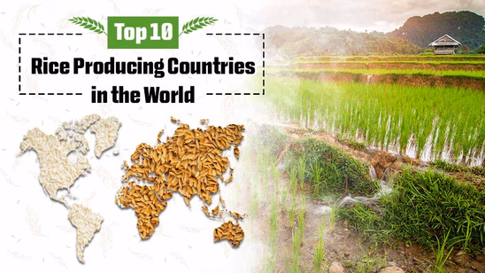 Top 10 Rice Producing Countries in the World