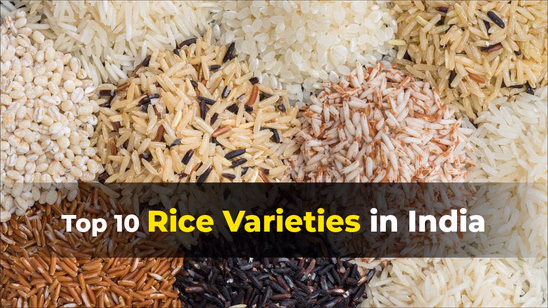 Top 10 Rice Varieties in India: Key Features and Characteristics