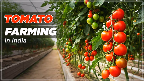 The Blossoms of Tomatoes: Tomato Farming in India
