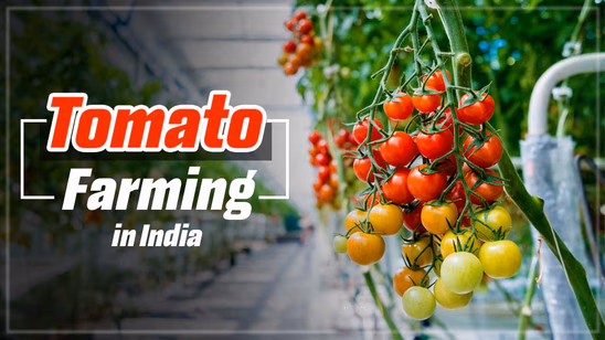 The Blossoms of Tomatoes: Tomato Farming in India