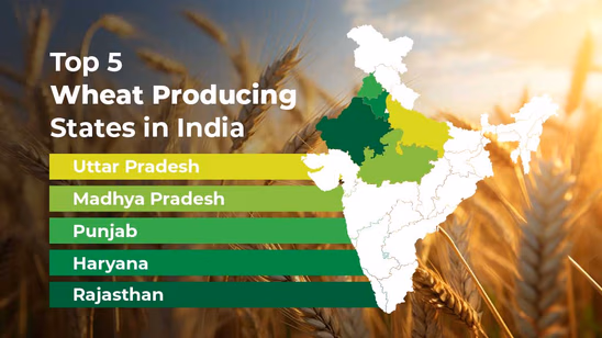 Top 5 Wheat Producing States in India 2025