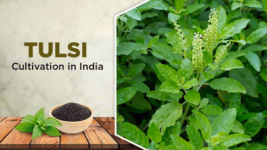 Tulsi Cultivation in India