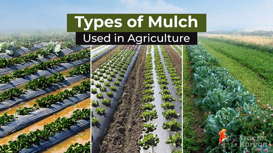 Step-by-Step Guide to Mulching for Indian Farms: Types, Process and Best Practices