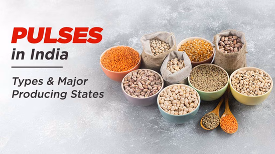Pulses grown in India: Types & Major Producing States