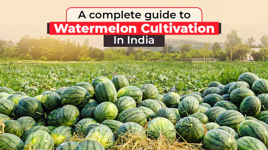 A complete guide to Watermelon Cultivation in India